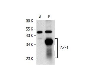 JAZF1 Antibody (C-11) - Western Blotting - Image 156160