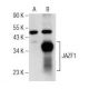 JAZF1 Antibody (C-11) - Western Blotting - Image 156160