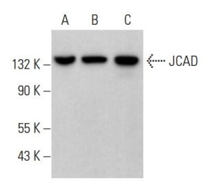 JCAD Antibody (F-7) - Western Blotting - Image 372101 