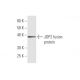JDP2 Antibody (3C1) - Western Blotting - Image 350330