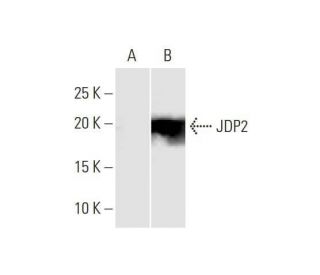 JDP2 Antibody (3C1) - Western Blotting - Image 352229 
