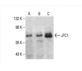JFC1 Antibody (E-8) - Western Blotting - Image 392552 
