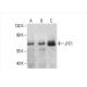 JFC1 Antibody (E-8) - Western Blotting - Image 392552 