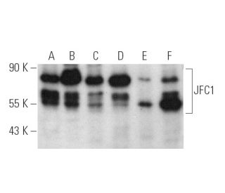 JFC1 Antibody (F-6) - Western Blotting - Image 391006 