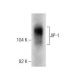 JIP-1 Antibody (2J8) - Western Blotting - Image 283585