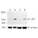 JIP-1 Antibody (2J8) - Western Blotting - Image 413096 