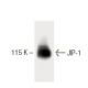 JIP-1 Antibody (50) - Western Blotting - Image 60335