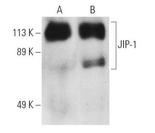 western blotting image from recommended JIP-1 (B-7) monoclonal antibody replacement. Image 3601