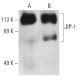 western blotting image from recommended JIP-1 (B-7) monoclonal antibody replacement. Image 3601