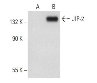 JIP-2 Antibody (1E11) - Western Blotting - Image 109292
