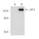 JIP-2 Antibody (1E11) - Western Blotting - Image 109292