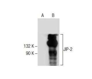 JIP-2 Antibody (A-9) - Western Blotting - Image 285044