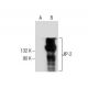 JIP-2 Antibody (A-9) - Western Blotting - Image 285044