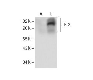 JIP-2 Antibody (B-2) - Western Blotting - Image 153756 