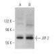 JIP-2 Antibody (B-2) - Western Blotting - Image 367205