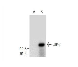 JIP-2 Antibody (C-10) - Western Blotting - Image 309512