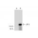 JIP-2 Antibody (C-10) - Western Blotting - Image 309512