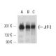 JIP-3 Antibody (D-3) - Western Blotting - Image 12712 