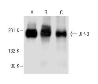 JIP-3 Antibody (F-6) - Western Blotting - Image 10452 