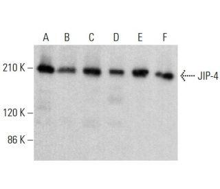 JIP-4 Antibody (H-8) - Western Blotting - Image 383083 