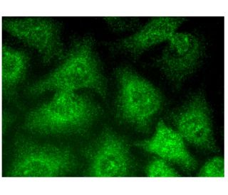 JMJD1A Antibody (H-1) - Immunofluorescence - Image 318879 