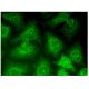 JMJD1A Antibody (H-1) - Immunofluorescence - Image 318879 