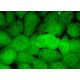 JMJD1A Antibody (H-1) - Immunofluorescence - Image 371813