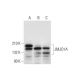 JMJD1A Antibody (H-1) - Western Blotting - Image 311960 