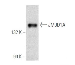 JMJD1A Antibody (C-6) - Western Blotting - Image 357370Each CRISPR/Cas9 Knockout (KO) Plasmid product consists of a pool of 3 plasmids designed to ensure identification and cleavage of a specific gene for maximum knockout efficiency. Each plasmid encodes a unique 20 nt sequence derived from the GeCKO (v2) library. 