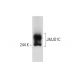 JMJD1C Antibody (BA-09) - Western Blotting - Image 57379 