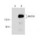 JMJD2A Antibody (H-8) - Western Blotting - Image 150949