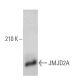JMJD2A Antibody (H-8) - Western Blotting - Image 359522 