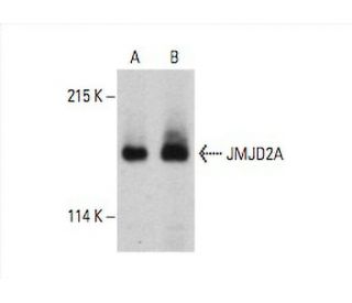 JMJD2A Antibody (H-8) - Western Blotting - Image 392555 