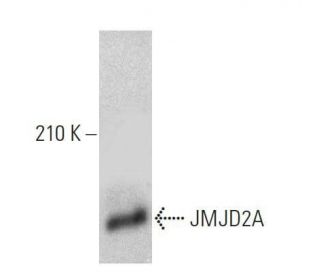 JMJD2A Antibody (H-8) - Western Blotting - Image 359522The Double Nickase Plasmid features a U6 promoter for sgRNA expression, a 20 nt targeting sequence, and a gRNA scaffold to guide Cas9n. It includes a CBh promoter for Cas9n (D10A) and puromycin resistance, GFP for transfection verification, and nuclear localization signals (NLS). The 2A peptide allows co-expression of Cas9n and Puro from a single promoter, enabling precise genome editing with reduced off-target effects. 
