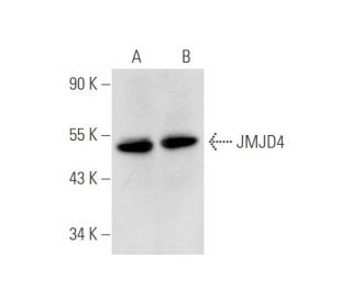 JMJD4 Antibody (D-10) - Western Blotting - Image 333461 