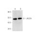 JMJD4 Antibody (D-10) - Western Blotting - Image 333461 