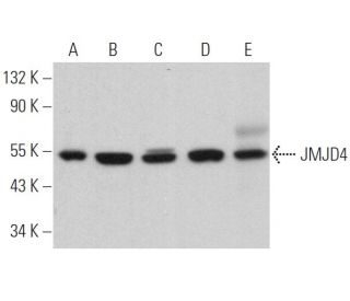 JMJD4 Antibody (D-10) - Western Blotting - Image 366132 