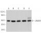 JMJD4 Antibody (D-10) - Western Blotting - Image 366132 