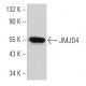 JMJD4 Antibody (D-10) - Western Blotting - Image 366137