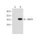 JMJD5 Antibody (D-5) - Western Blotting - Image 281249