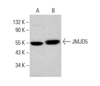 JMJD5 Antibody (G-3) - Western Blotting - Image 382767 