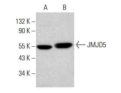 JMJD5 Antibody (G-3) | SCBT - Santa Cruz Biotechnology