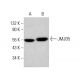 JMJD5 Antibody (G-3) - Western Blotting - Image 382767 