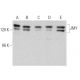 JMY Antibody (G-11) - Western Blotting - Image 359409 