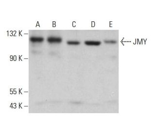 JMY Antibody (G-11) - Western Blotting - Image 379947 