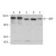 JMY Antibody (G-11) - Western Blotting - Image 379947 