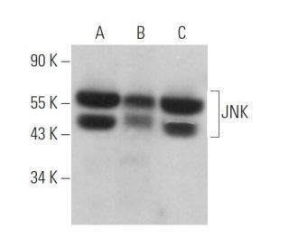 JNK Antibody (D-2) | SCBT - Santa Cruz Biotechnology
