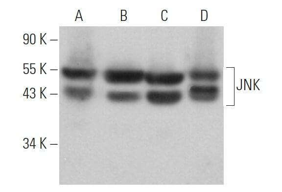 5/11.12 NKT様 JNK Antibody (D-2) | SCBT - Santa Cruz Biotechnology