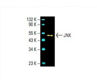5/11.12 NKT様 JNK Antibody (D-2) | SCBT - Santa Cruz Biotechnology