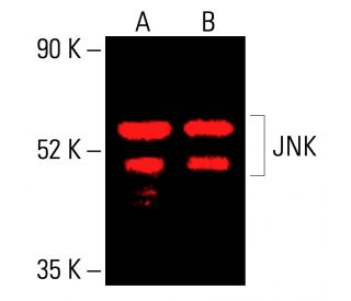 jnk-antibody-d-2-western-